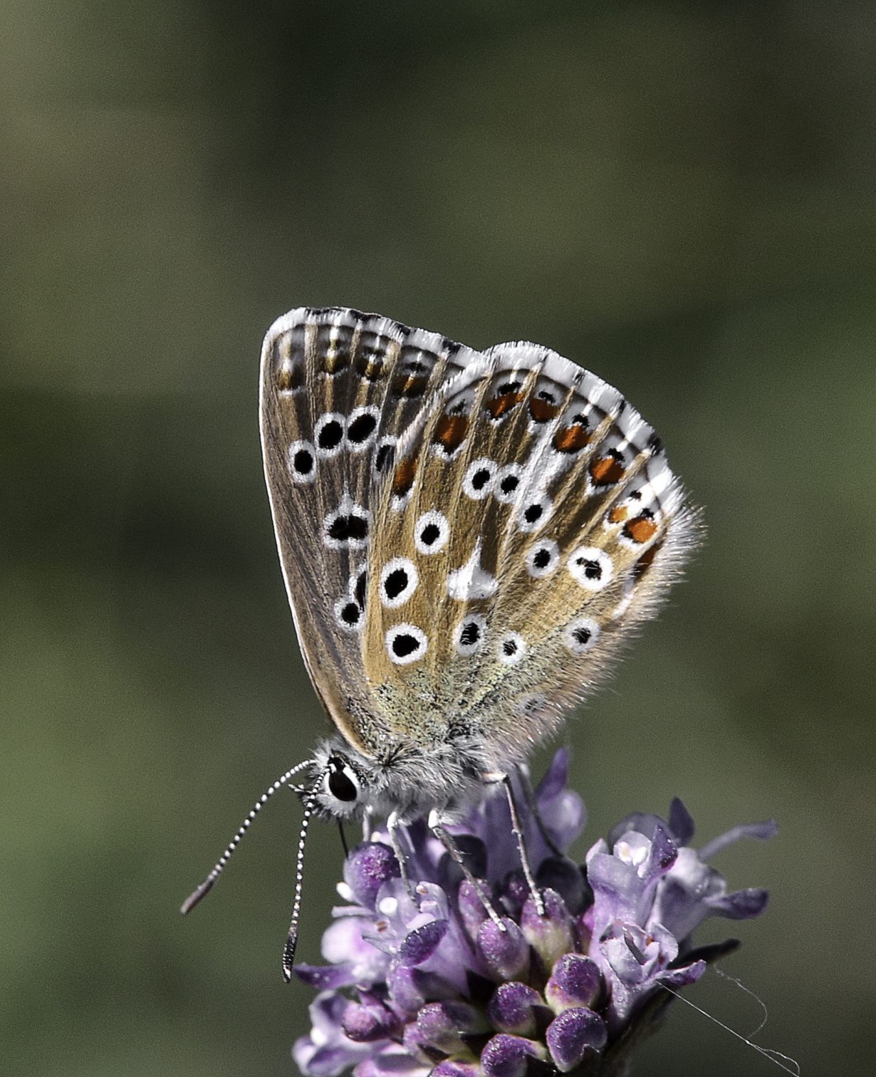 Adonis Blue butterflies The Conservators of Therfield Heath and Greens